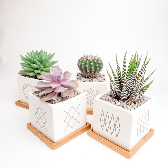 Small ceramic pots for plants, cactus, succulents - very West Elm! - Picture 3 of 4